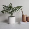 Potenti parturient parturie - Portfolio - Modèle ALD
